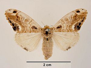 Orgyia thyellina female dorsal.jpg