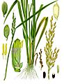Colour image of a 19th-century illustration of the morphology of a rice plant
