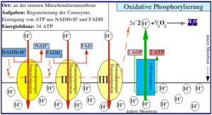 Oxiphos