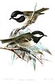 ParusCypriotesKeulemans