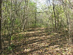 Pathway at Fort Azatlan