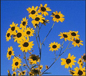 Pecos sunflower.jpg