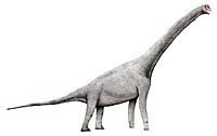 Pelorosaurus2.jpg