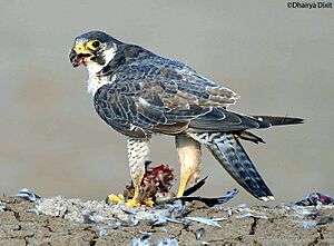 Peregrine falcon with common teal kill (cropped and adjusted)