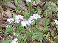 Phacelia purshii