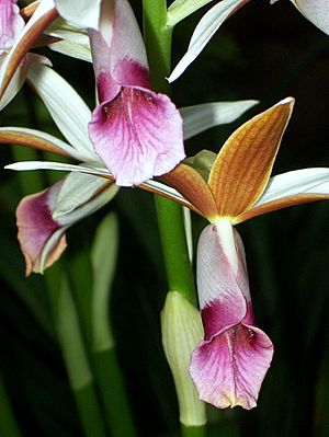 Phaius australis flowers.jpg