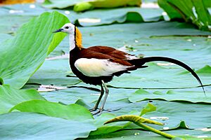 Pheasant tailed jacana 2016