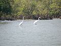 Pichavarm Mangrove Eastern Great Egret