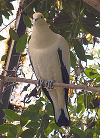 Pied Imperial-pigeon Ducula bicolor National Aviary 1300px
