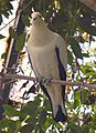 Pied Imperial-pigeon Ducula bicolor National Aviary 1300px