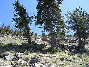 Pinus aristata Humphreys1.jpg