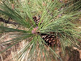 Pinus ponderosa 8124