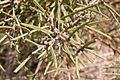 Polblue Swamp Hakea m