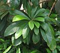 Pouteria sapota - marmalade tree - desc-leaf cluster - from-DC1