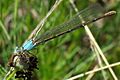 Powdered Dancer Argia moesta 2009-05-25
