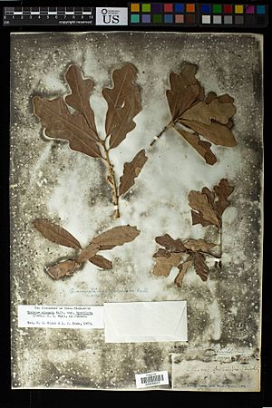Pressed specimen of Quercus sinuata var. breviloba collected by Elihu Hall on a rocky slope in Austin, Texas, on May 20, 1872. From the U.S. National Herbarium collection