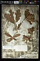 Quercus sinuata var. breviloba col. by Elihu Hall, Austin. May 20, 1872
