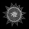 Radiolarian - Heliodiscus umbonatus (Ehr.), Haeckel (28187768550).jpg