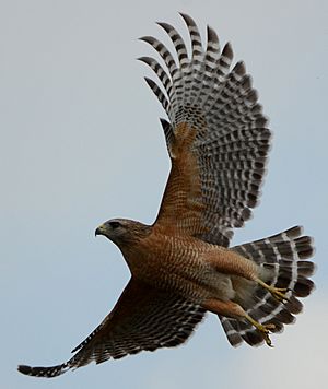 Red-shouldered hawk taking flight