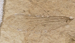 Republica weatbrooki holotype SR 06-59-08 img1