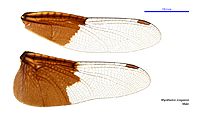 Rhyothemis braganza male wings (34219286264)