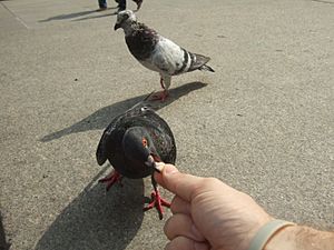 Rock Dove eating out of human hand
