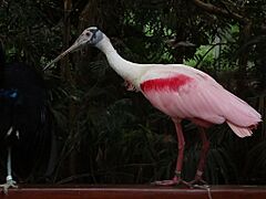 Roseate spoonbill natl aviary