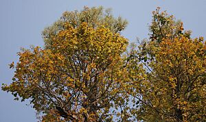 Sal (Shorea robusta)- flowering canopy W Picture 117