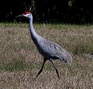 Sandhill Cranes - Hillsborough River State Park
