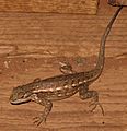 Sceloporus graciosus az