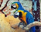 Schläfrige Gelbbrustaras (sleepy Blue-and-yellow Macaws) Weltvogelpark Walsrode 2010