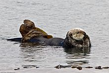 Sea Otter at Piedras Blancas