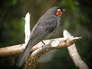 Smoky Honeyeater.jpg