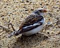 Snow Bunting, in spring