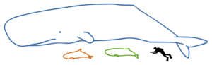 Sperm whales size