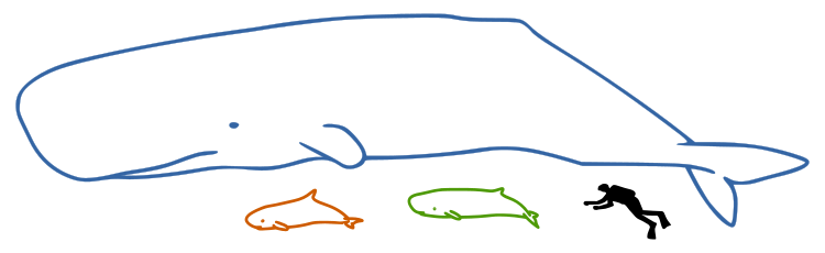 Sperm whales size