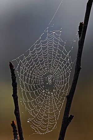 Spider web with dew drops
