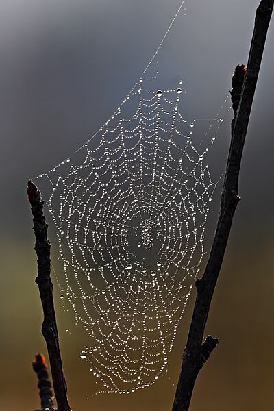 Spider web with dew drops