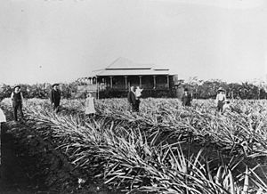 StateLibQld 1 64303 Pineapple plantation at Fred Zerner's farm, Cleveland, 1907