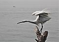 Stretch-Egret