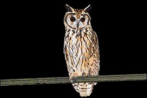 Striped Owl