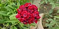 Sweet William-Dianthus barbatus (5)