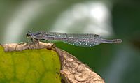 Sydney dragonfly Victoria Park pond 2