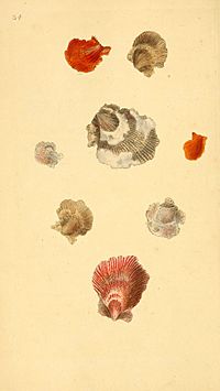 The natural history of British shells (Plate 34) (6126634943)