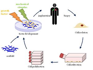 Tissue engineering english