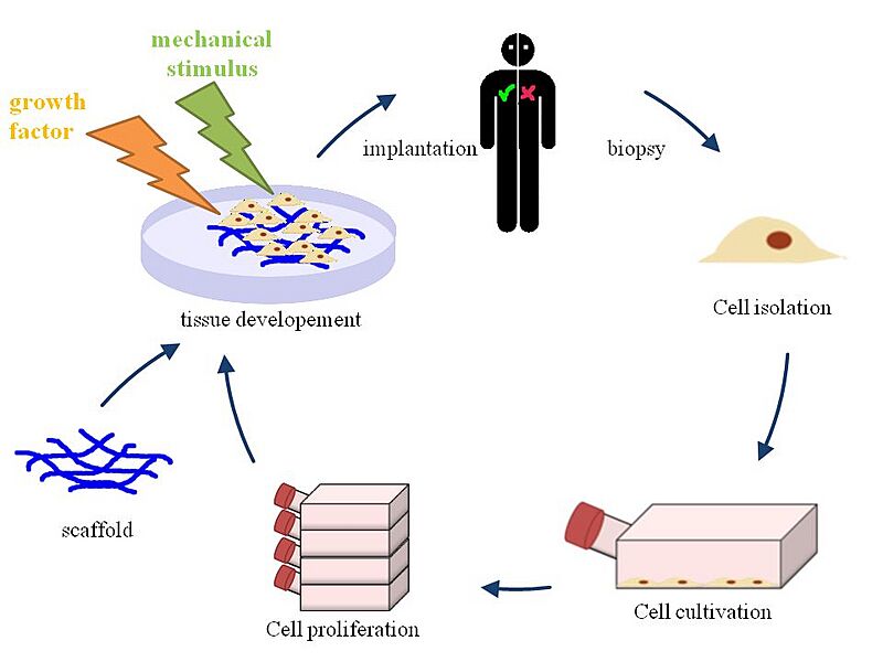 Tissue engineering english
