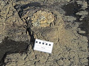 Tocones fósiles de coníferas (Jurásico) - Curio Bay Petrified Forest (Waikawa, South Island, Nueva Zelanda) - 34