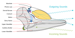Toothed whale sound production