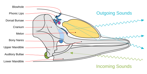 Toothed whale sound production