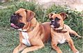 Two boxer dogs (2004)